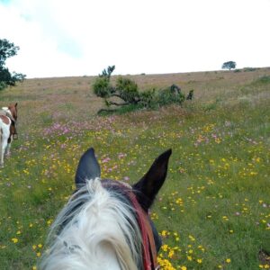 7-daagse paardrijtocht Ranch & Monarch Sanctuary - Mexico - Afbeelding 4