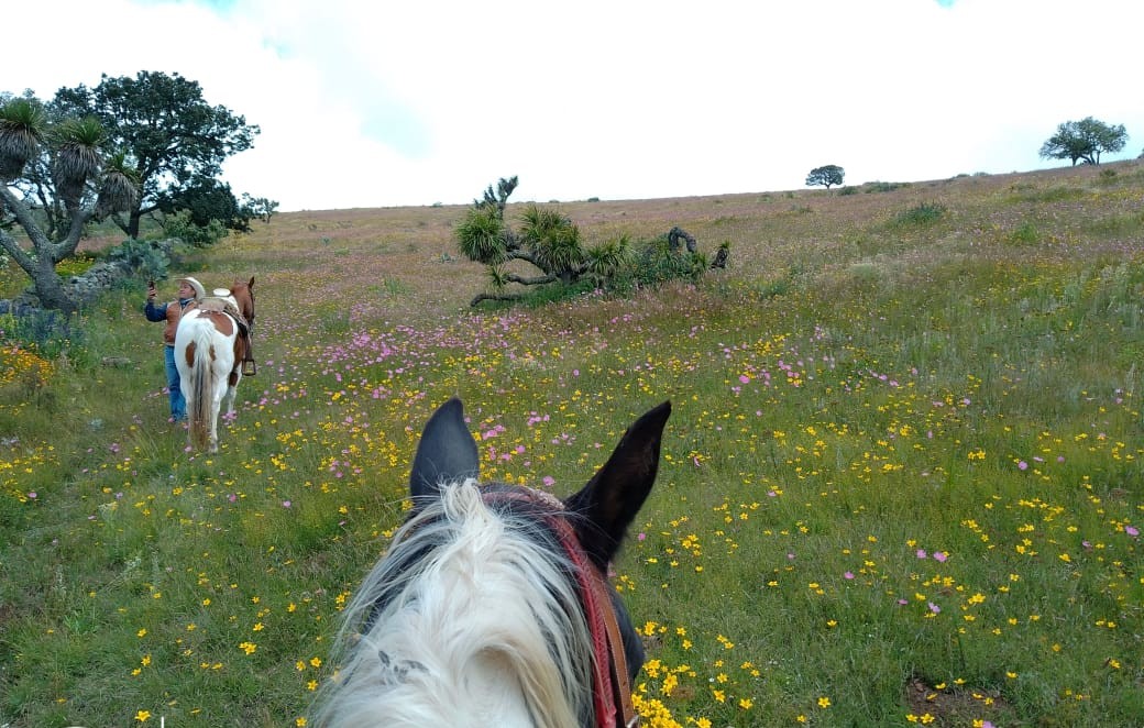 7-daagse paardrijtocht Ranch & Monarch Sanctuary - Mexico