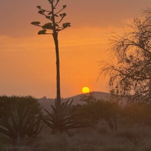 7-daagse paardrijtocht Ranch & Monarch Sanctuary - Mexico - Afbeelding 8
