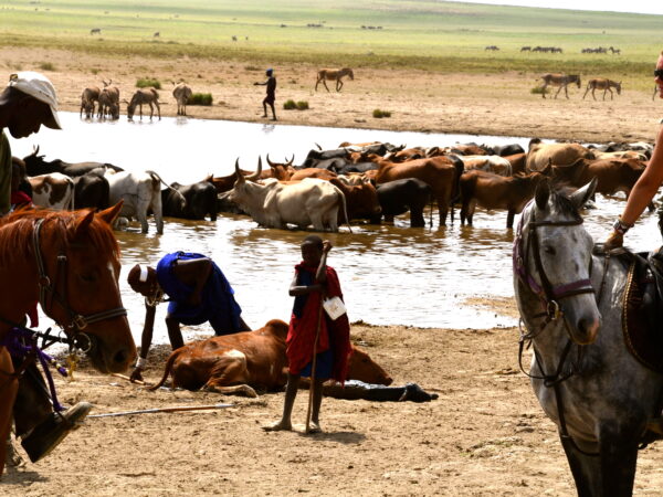 9-daagse Paardrijsafari Natron Flamingo Experience - Tanzania