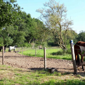 Paardrijkamp met je eigen paard voor ouder & kind Westerveld Drenthe - Nederland - Afbeelding 5