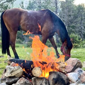 13-daagse paardrijtocht van de Middellandse Zee naar de hoge Pyreneeën - Spanje en Andorra - Afbeelding 8