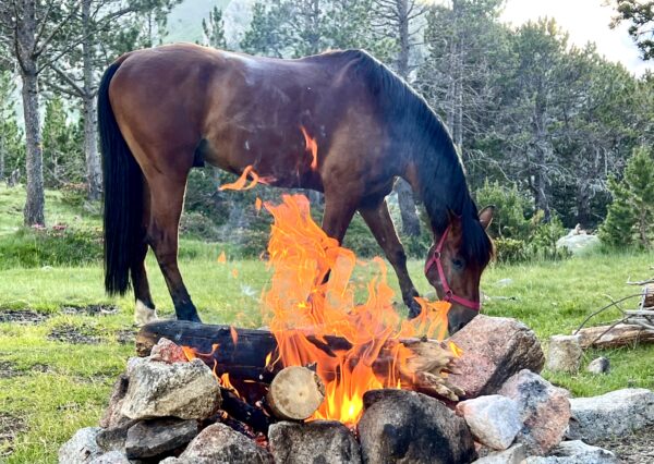 13-daagse paardrijtocht van de Middellandse Zee naar de hoge Pyreneeën - Spanje en Andorra