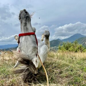 8-daagse paardrijtocht van de Costa Brava naar de hoge Pyreneeën Catalonië - Spanje - Afbeelding 2