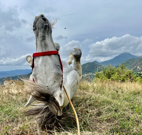 8-daagse paardrijtocht van de Costa Brava naar de hoge Pyreneeën Catalonië - Spanje