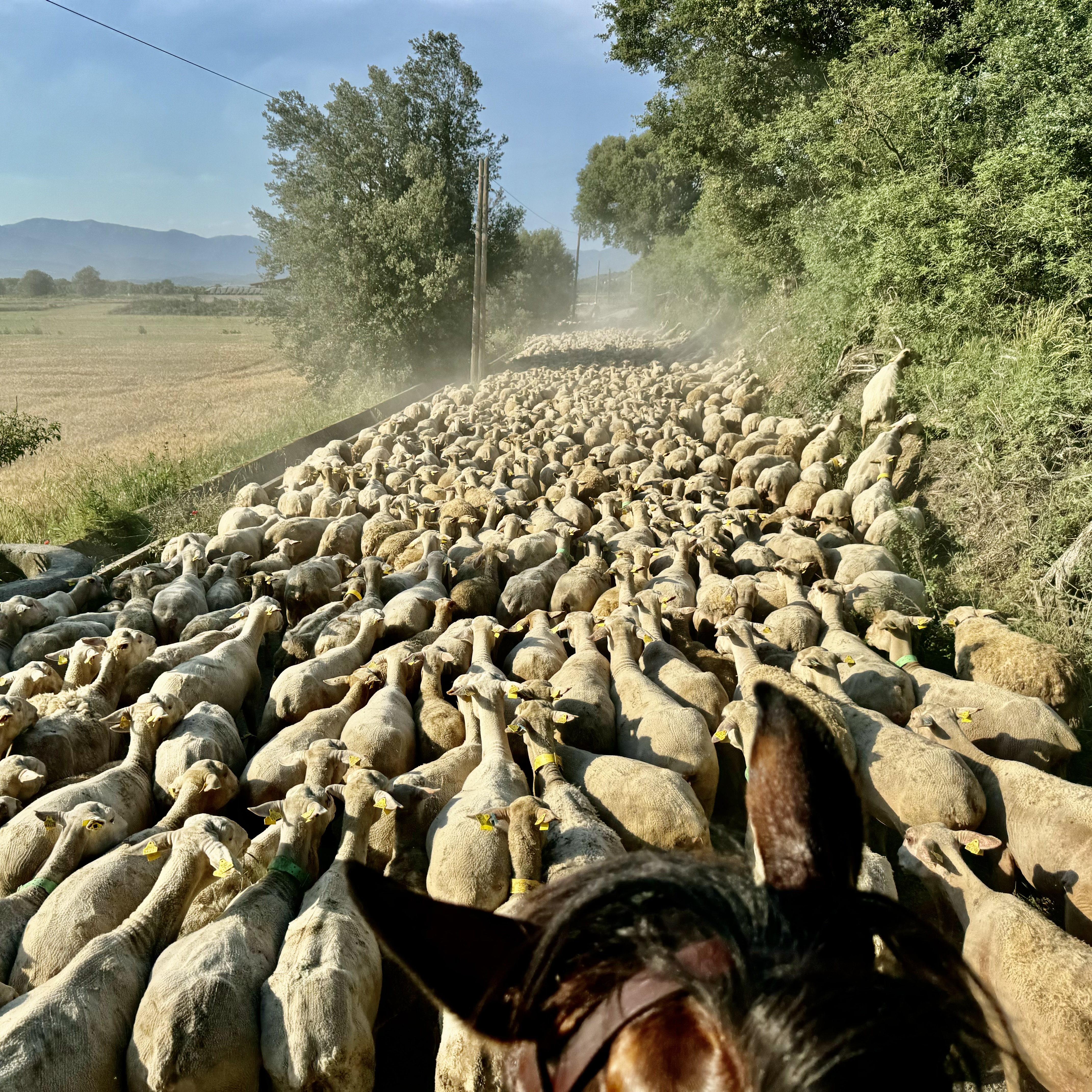 8-daagse paardrijtocht van de Costa Brava naar de hoge Pyreneeën Catalonië - Spanje - Afbeelding 8