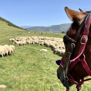 8-daagse paardrijtocht van de Costa Brava naar de hoge Pyreneeën Catalonië - Spanje - Afbeelding 5