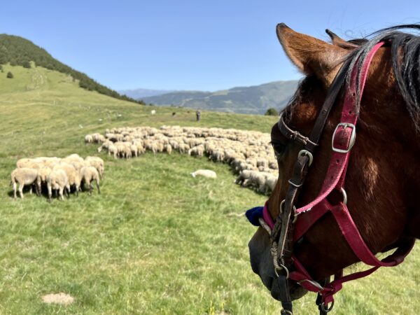 8-daagse paardrijtocht van de Costa Brava naar de hoge Pyreneeën Catalonië - Spanje