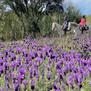 7-daagse paardrijtocht langs de horizon van de Costa Brava - Spanje - Afbeelding 10