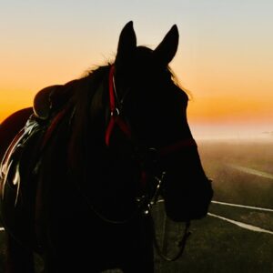 7-daagse paardrijtocht Middellandse Zee route Catalonië - Spanje - Afbeelding 10