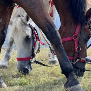 7-daagse paardrijtocht berg en kust grensoverstekend pad - Spanje en Frankrijk - Afbeelding 2