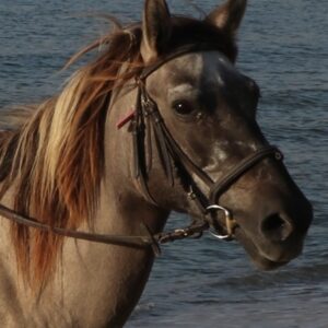 3-daagse paardrijtocht rond Psiloritis & de Witte Bergen Kreta - Griekenland - Afbeelding 2