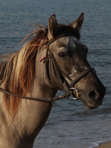 3-daagse paardrijtocht rond Psiloritis & de Witte Bergen Kreta - Griekenland