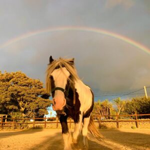 7-daagse paardrijtocht Atlantic Trail  – Ierland - Afbeelding 11