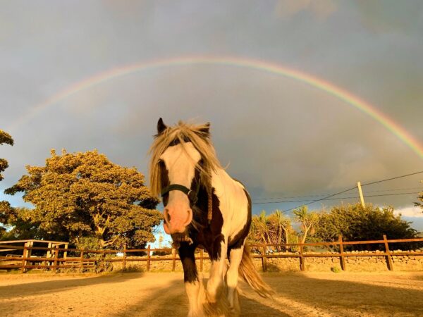 7-daagse paardrijtocht Atlantic Trail  – Ierland
