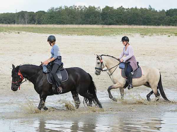 Paardrijkamp met je eigen paard voor ouder & kind Westerveld Drenthe - Nederland