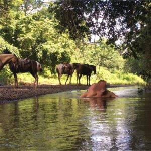 8-daagse Paardrijdtocht bergen, vulkanen, regenwoud - Costa Rica - Afbeelding 16