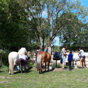 Paardrijkamp met je eigen paard voor ouder & kind Westerveld Drenthe - Nederland - Afbeelding 3