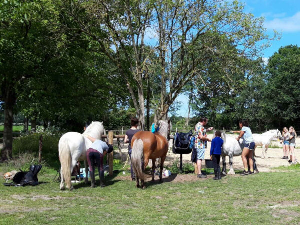 Paardrijkamp met je eigen paard voor ouder & kind Westerveld Drenthe - Nederland