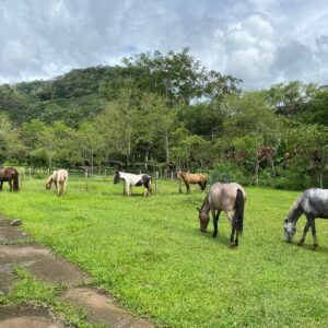 10-daagse Paardrijdtocht van berglandschappen naar de Pacifische kust - Costa Rica - Afbeelding 27
