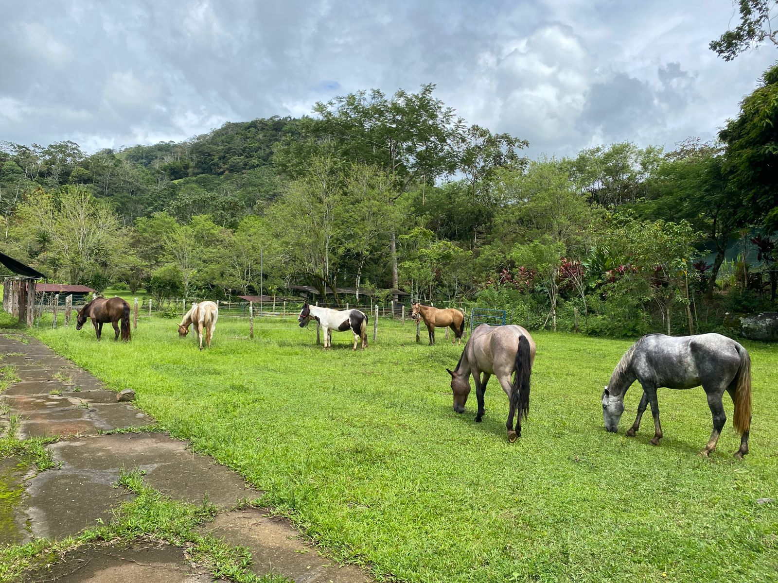 10-daagse Paardrijdtocht van berglandschappen naar de Pacifische kust - Costa Rica