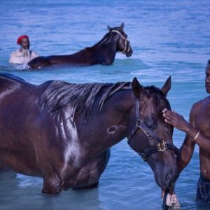 7-daagse ultieme paardenreis in het hart van het Caribisch gebied - Barbaros - Afbeelding 17