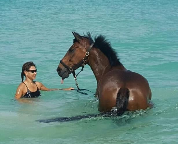 7-daagse ultieme paardenreis in het hart van het Caribisch gebied - Barbaros
