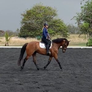 7-daagse ultieme paardenreis in het hart van het Caribisch gebied - Barbaros - Afbeelding 3