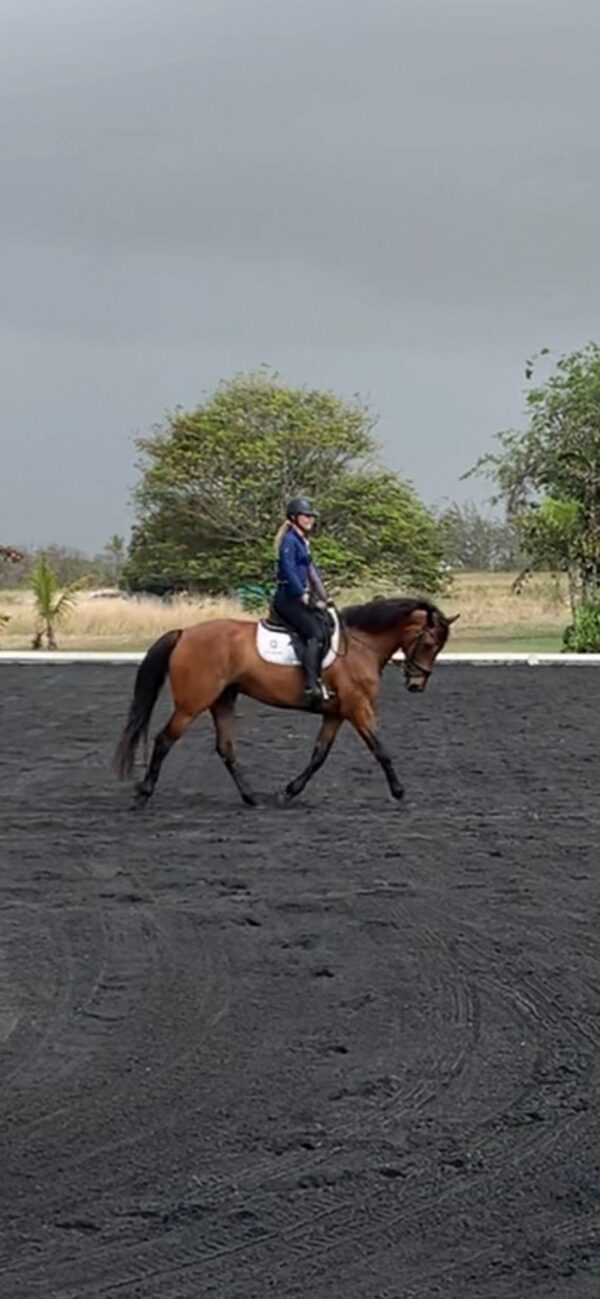 7-daagse ultieme paardenreis in het hart van het Caribisch gebied - Barbaros