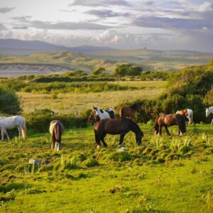7-daagse paardrijtocht Atlantic Trail  – Ierland - Afbeelding 21