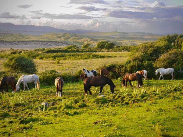 7-daagse paardrijtocht Atlantic Trail  – Ierland