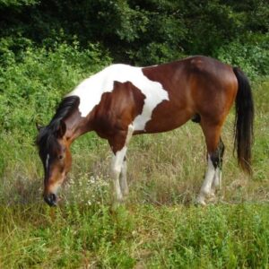 3-daagse paardrijtocht Tufsteensteden Toscane - Italië - Afbeelding 2
