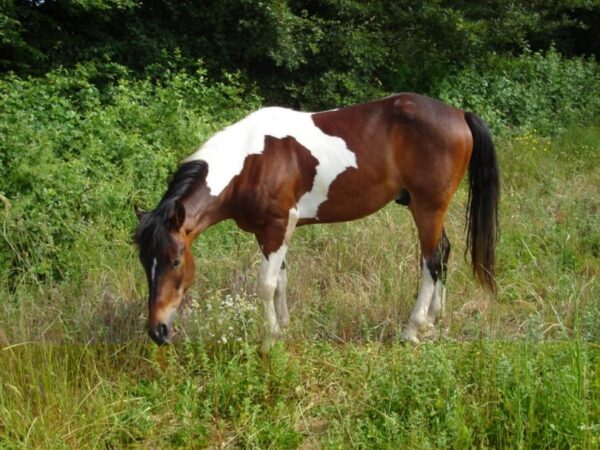 3-daagse paardrijtocht Tufsteensteden Toscane - Italië