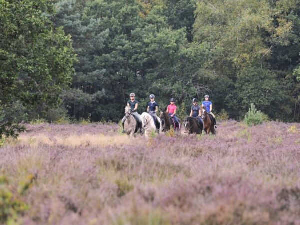 Paardrijkamp met je eigen paard voor jongeren in Westerveld Drenthe - Nederland