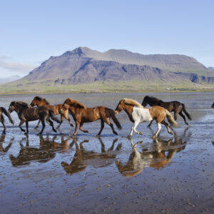 6-daagse paardrijtocht over het Snæfellsnes-schiereiland - IJsland