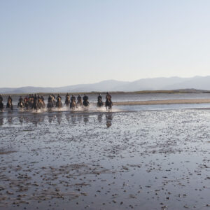 6-daagse paardrijtocht over het Snæfellsnes-schiereiland - IJsland - Afbeelding 3