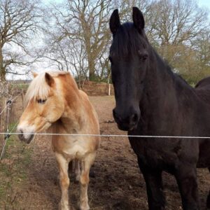 Paardrijkamp met je eigen paard voor ouder & kind Westerveld Drenthe - Nederland - Afbeelding 9