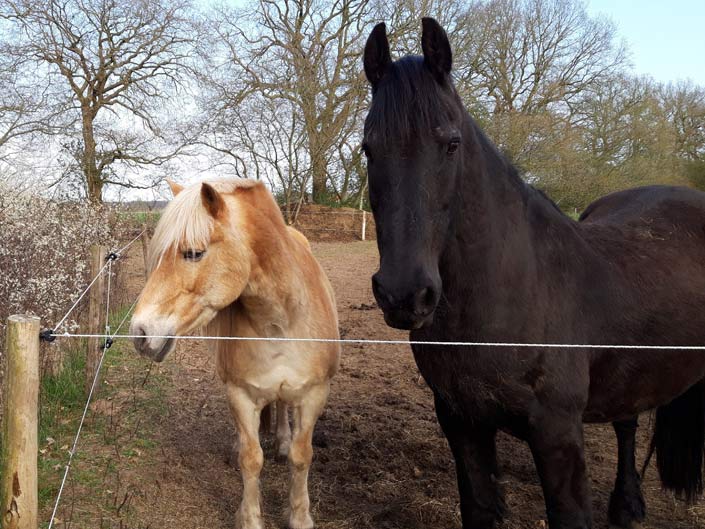 Paardrijkamp met je eigen paard voor ouder & kind Westerveld Drenthe - Nederland
