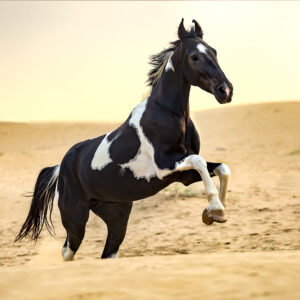 8-daagse paardrijtocht Het Luipaardpad Rajasthan – India