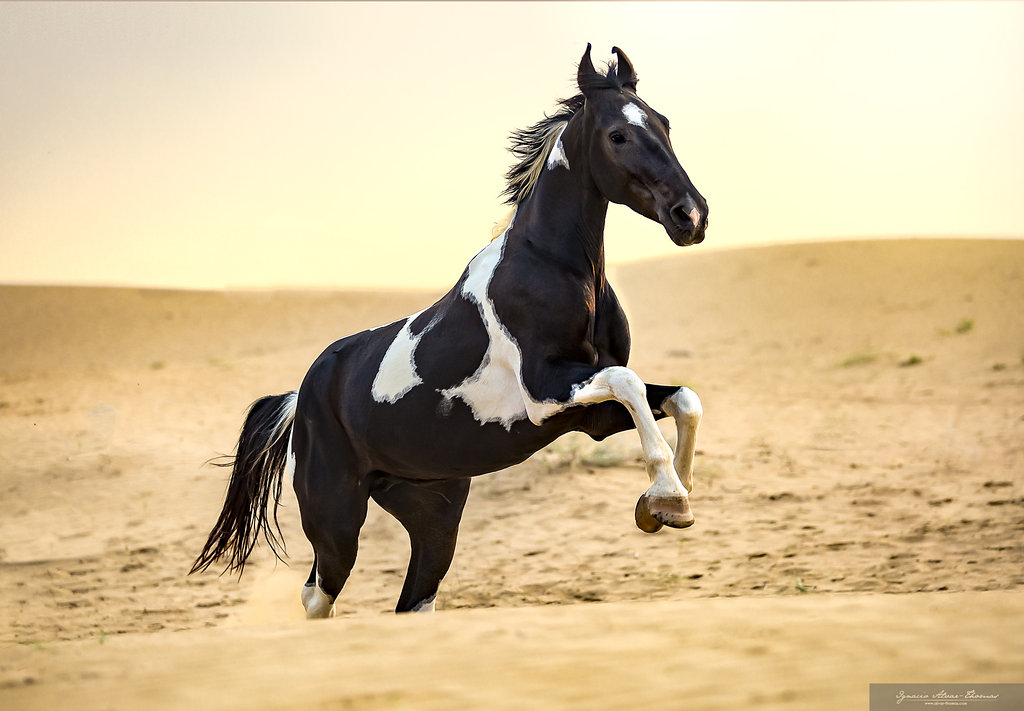 8-daagse paardrijtocht Het Luipaardpad Rajasthan – India