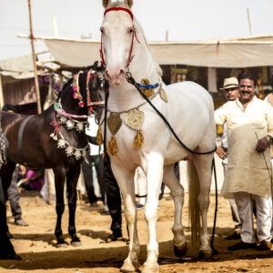 5 geplande groepsritten in 2026 en 2027 Rajasthan – India - Afbeelding 2