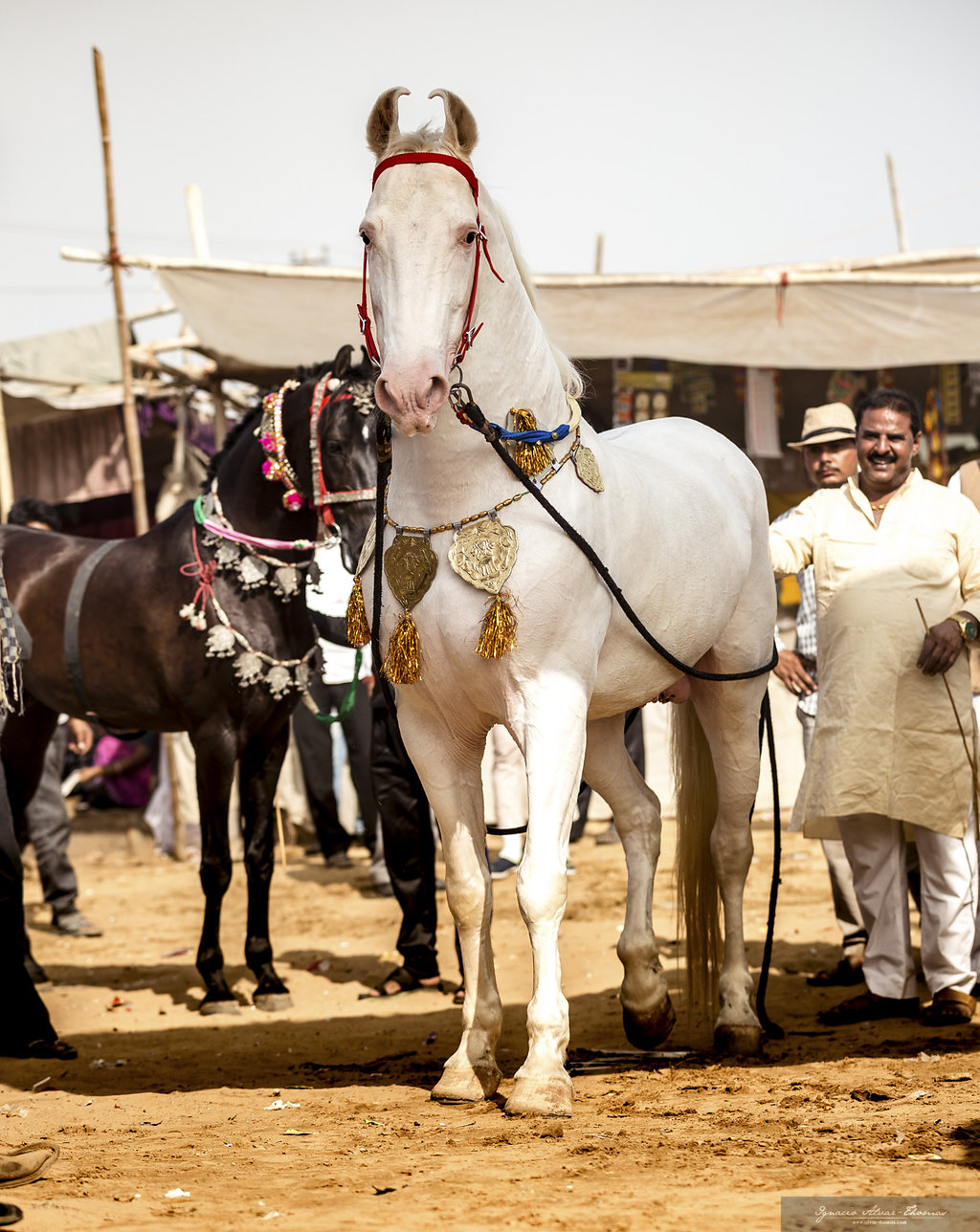 5 geplande groepsritten in 2026 en 2027 Rajasthan – India - Afbeelding 2