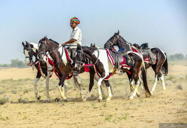 11-daagse paardrijtocht het Land der Koningen Marwar – India
