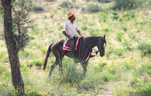 5 geplande groepsritten in 2026 en 2027 Rajasthan – India