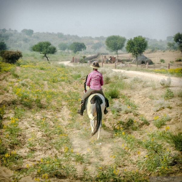 Standplaats paardrijvakantie Narlai Rajasthan – India