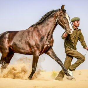 7-daagse paardrijtocht Tharwoestijn van Rajasthan – India - Afbeelding 6