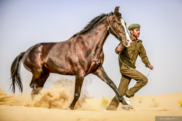 7-daagse paardrijtocht Tharwoestijn van Rajasthan – India