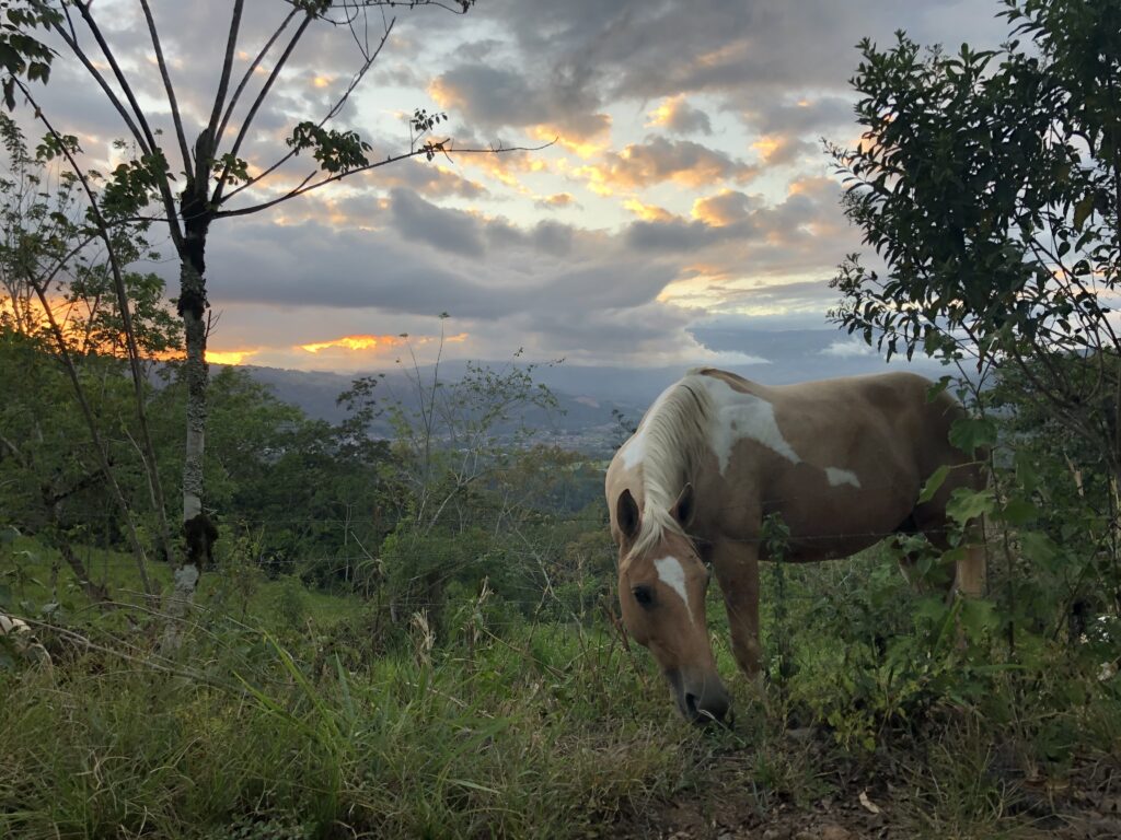 10-daagse Paardrijdtocht van berglandschappen naar de Pacifische kust - Costa Rica