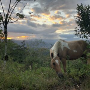 10-daagse Paardrijdtocht van berglandschappen naar de Pacifische kust - Costa Rica - Afbeelding 37