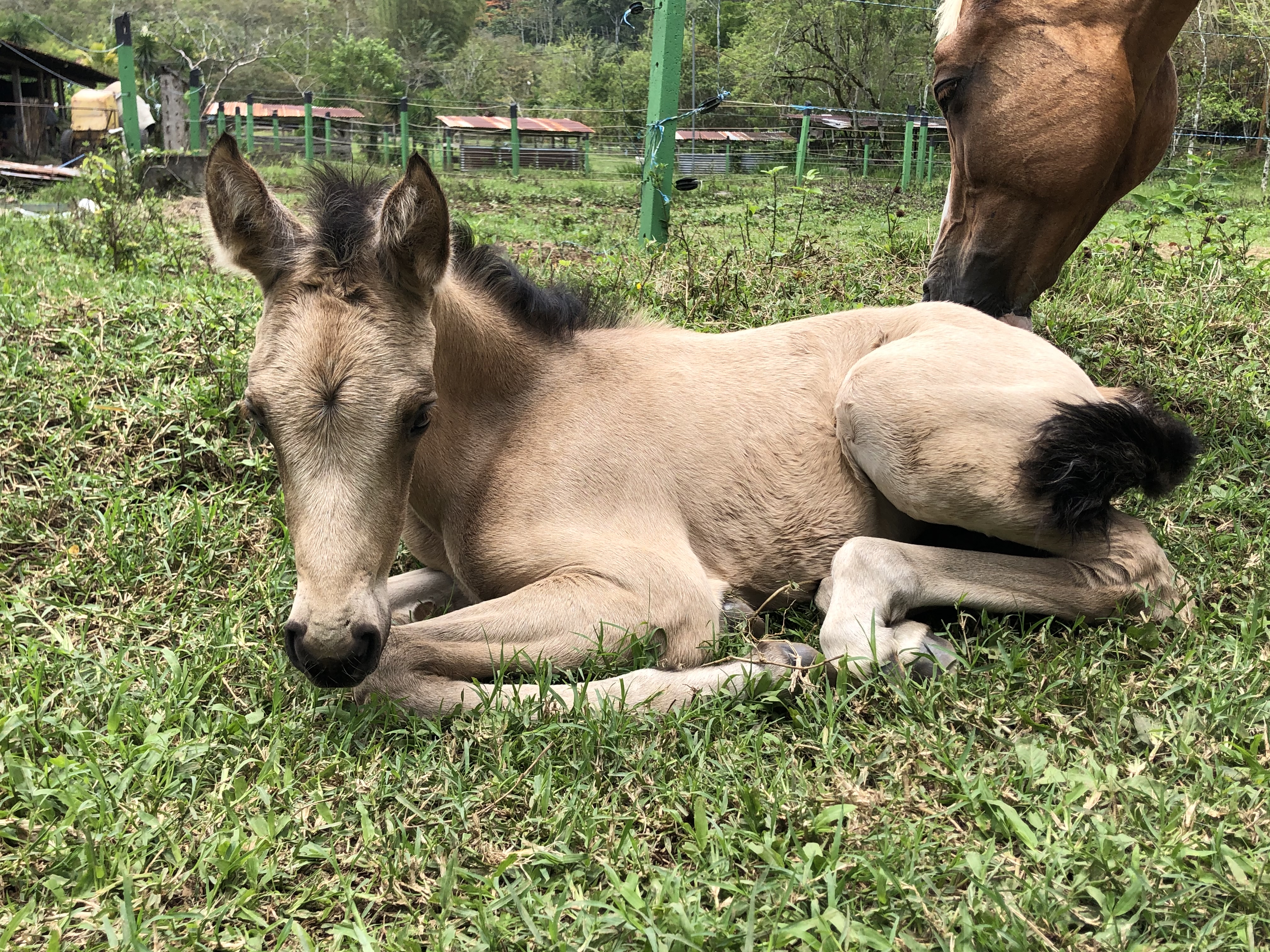 8-daagse Paardrijdtocht bergen, vulkanen, regenwoud - Costa Rica - Afbeelding 34